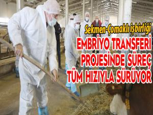 Embriyo transferi projesinde süreç tüm hızıyla sürüyor