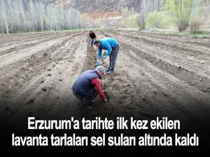 Erzurum'a tarihte ilk kez ekilen lavanta tarlaları sel suları altında kaldı