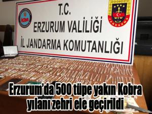 Erzurumda 500 tüpe yakın Kobra yılanı zehri ele geçirildi