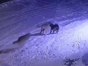 Erzurum'da aç kalan kurtlar köpeği yedi