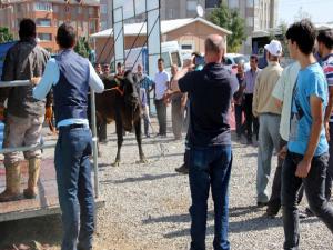 Erzurumda Angus cinsi kurbanlık güçlükle kesilebildi