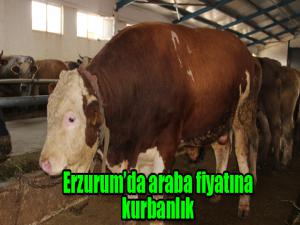 Erzurumda araba fiyatına kurbanlık