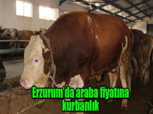 Erzurumda araba fiyatına kurbanlık