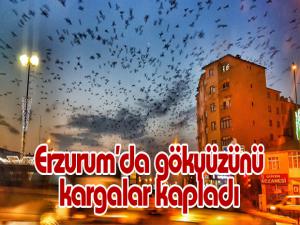 Erzurumda gökyüzünü kargalar kapladı