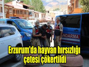 Erzurum'da hayvan hırsızlığı çetesi çökertildi