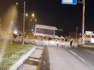 Erzurumda karayoluna çıkan koyun sürüsü trafiği felç etti