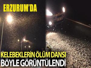 Erzurum'da kelebeklerin ölüm dansı geceyi beyaza bürüdü