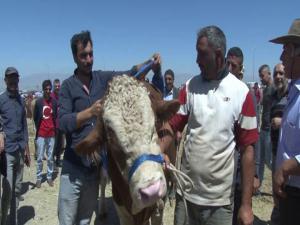 Erzurum'da kurban pazarının Dadaş boğası göz kamaştırdı