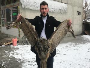 Erzurumda yaralı baykuş bulundu