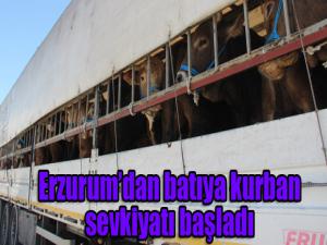 Erzurumdan batıya kurban sevkiyatı başladı