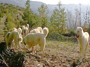 Fotokapana belgesellik görüntüler yakalandı