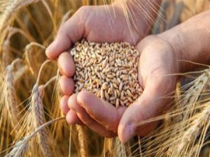 Gıda ve tarım ithalatında buğday, ihracatta fındık öne çıktı