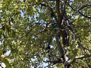 Gümüşhane'de son bir haftada 5 kişi ceviz ağacından düşerek ağır yaralandı