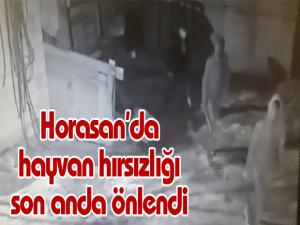 Horasan'da hayvan hırsızlığı son anda önlendi