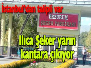 Ilıca Şeker yarın kantara çıkıyor