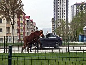 Kaçan dana sahibini peşinden 10 kilometre koşturdu