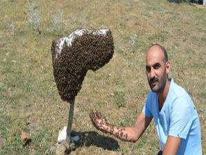 Kanser hastası oğlunu bal ile tedavi eden baba, arıcılığı meslek edindi