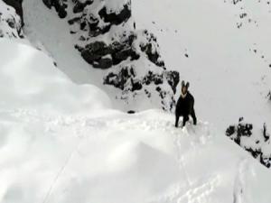 Karla kaplı dağda çengel boynuzlu dağ keçisinin drone ile imtihanı