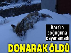 Kars'ın soğuğu tilki dondurdu