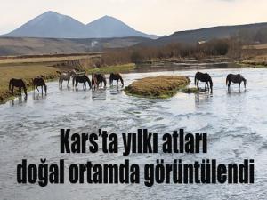 Kars'ta, yılkı atları doğal ortamda görüntülendi