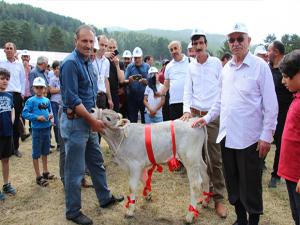 Kırdağda buzağı ve Kuzu yarışması renkli görüntülere sahne oldu