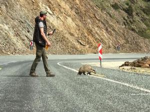 Kırmızı listedeki porsuk yolda yaralı bulundu, tedavi altına alındı