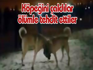 Köpeğini çaldılar ölümle tehdit ettiler