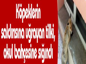 Köpeklerin saldırısına uğrayan tilki, okul bahçesine sığındı