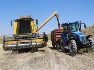 Kuraklık buğday verimini yüzde 60 düşürdü