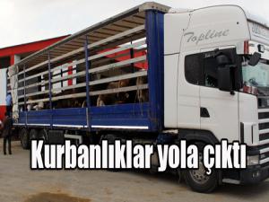 Kurbanlıklar yola çıktı