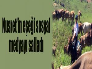 Nusret'in eşeği sosyal medyayı salladı