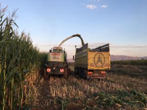 Pasinlerde Sılajlık Mısır hasatı başladı