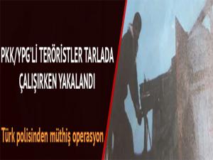 PKK/YPG'li terörist kardeşler tarlada çalışırken yakalandı