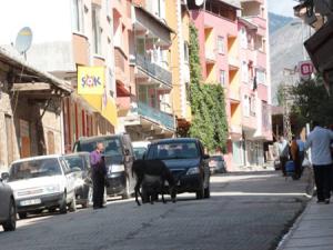 Sahipsiz eşek ilçede trafiği aksatıyor