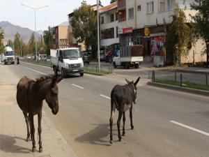 Sahipsiz eşekler kazalara davetiye çıkarıyor