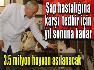 Şap hastalığına karşı tedbir için yıl sonuna kadar 3.5 milyon hayvan aşılanacak