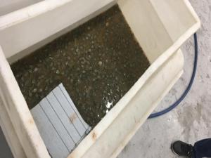 Sarp'ta bir otomobilde 3 bin 400 su kaplumbağası ele geçirildi