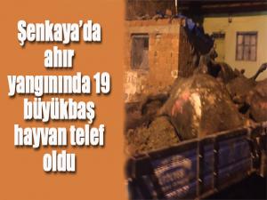 Şenkayada ahır yangınında 19 büyükbaş hayvan telef oldu