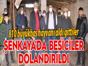 Şenkaya'da besiciler dolandırıldı