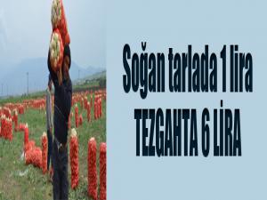 Soğan tarlada 1 lira