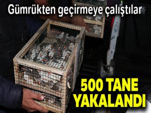 Suriye'den getirilen 500 Hint bülbülü yakalandı