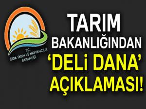 Tarım Bakanlığından 'Deli Dana' açıklaması