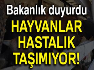 Tarım ve Orman Bakanlığı: 'Brezilya'dan getirilen besilik hayvanların Türkiye'ye girişlerine izin verilmedi'