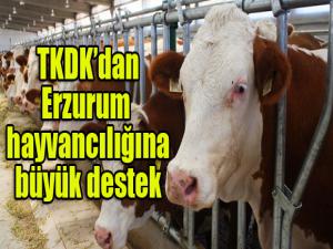 TKDK dan Erzurum hayvancılığına büyük destek