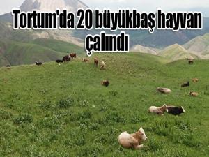 Tortum'da 20 büyükbaş hayvan çalındı