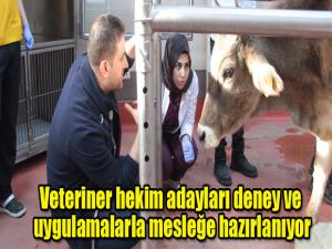 Veteriner hekim adayları deney ve uygulamalarla mesleğe hazırlanıyor