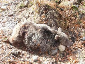 Yavru boz ayı öldürülmüş halde bulundu