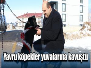 Yavru köpekler yuvalarına kavuştu