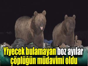 Yiyecek bulamayan boz ayılar çöplüğün müdavimi oldu