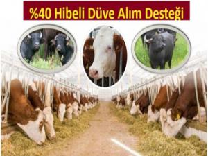 Yüzde 40 hibeli düve alım desteği başvuruları devam ediyor